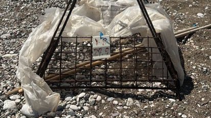 Deniz kaplumbağası koruma demirinin ortasında ateş yaktılar; inceleme başlatıldı