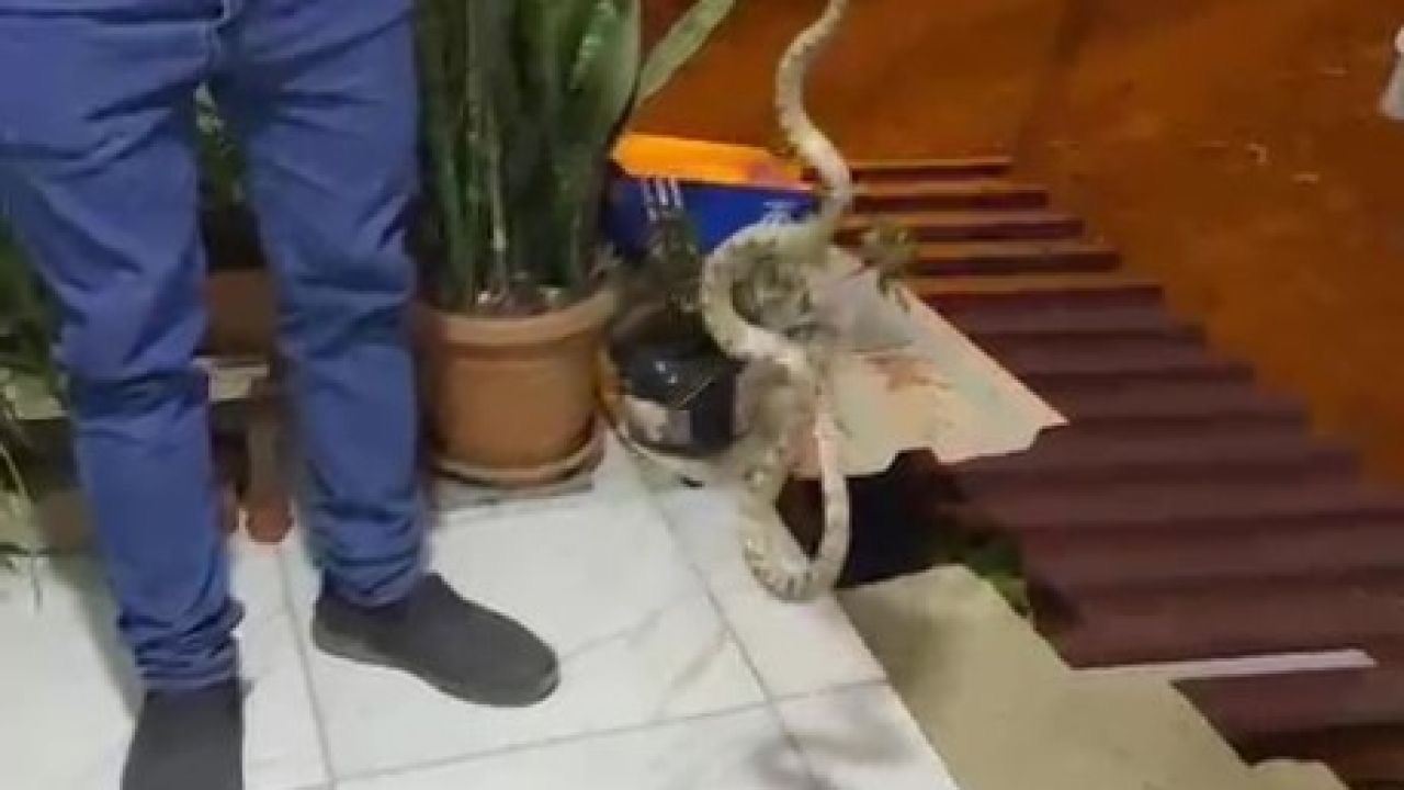 Evine giren yılanı "Evime gelme bak, kafanı ezerim" diyerek doğaya bıraktı