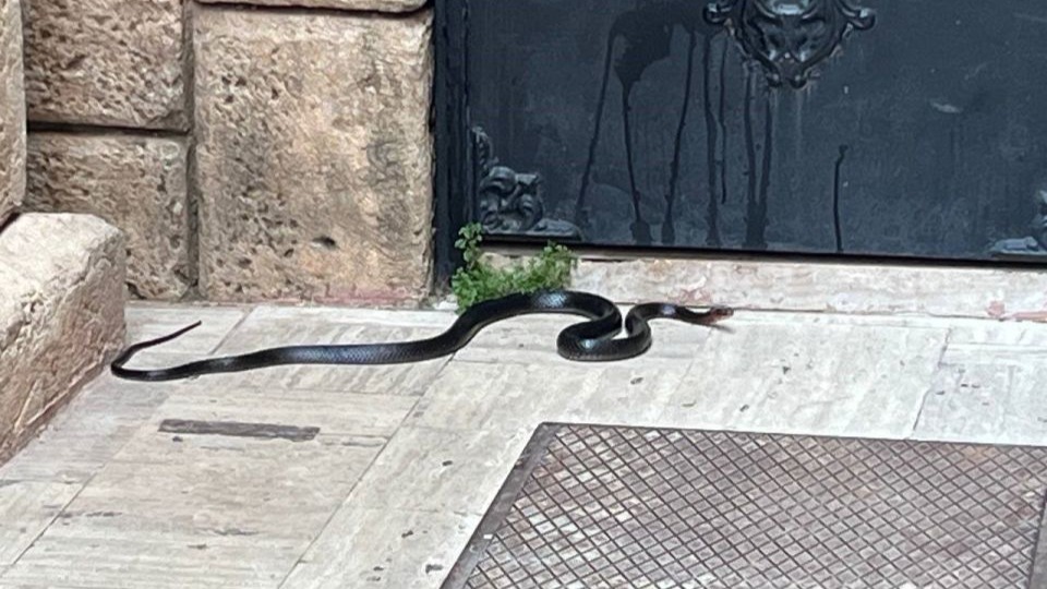 Namaza gelen cemaat karşılaştıkları yılanı önce oyuncak sandı, hareket edince telefona sarıldı