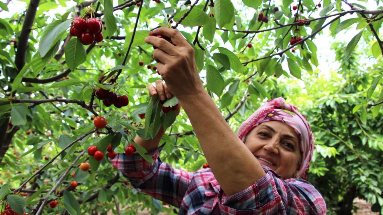 Türkiye'de kiraz hasat dönemi bu yıl geç başladı