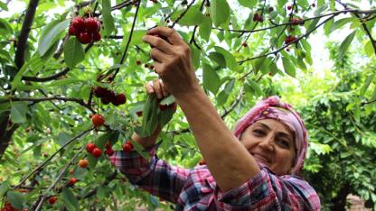 Türkiye'de kiraz hasat dönemi bu yıl geç başladı