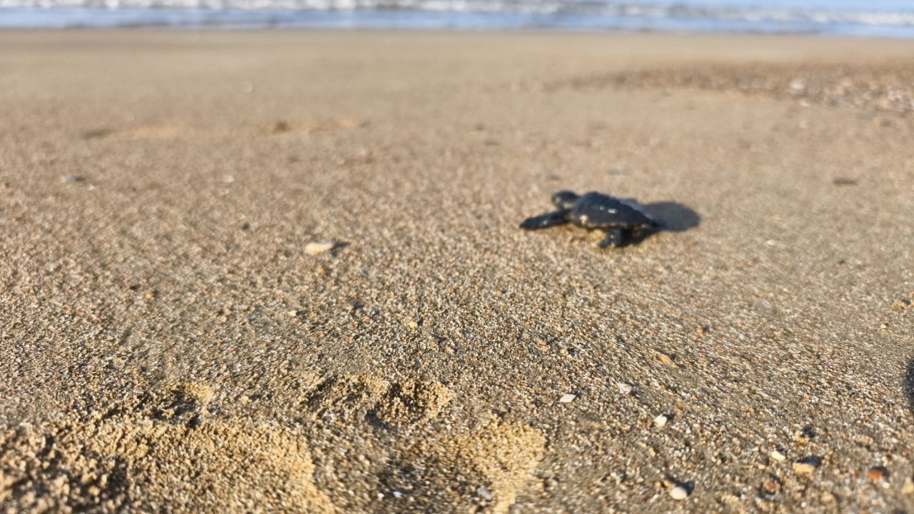 2026'nın ilk caretta yavruları denizle buluştu