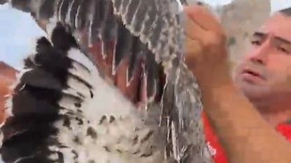 Alanya’da ayaklarına misina dolanan martıyı amatör balıkçılar kurtardı
