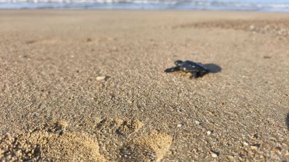 2026'nın ilk caretta yavruları denizle buluştu