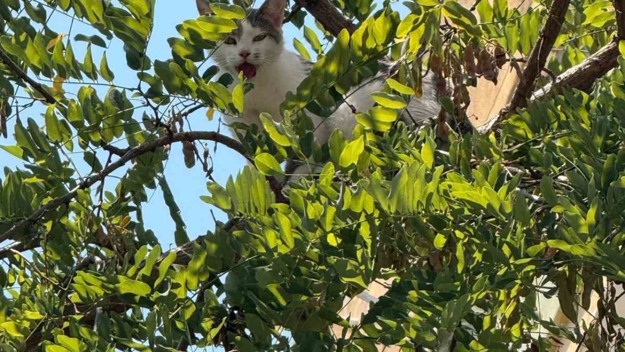 Antalya’da ağaçtan inemeyen kedi vinç yardımıyla kurtarıldı