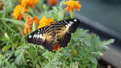 Antalya'da "Butterfly World" ziyaretçilerini tropikal kelebeklerle buluşturuyor