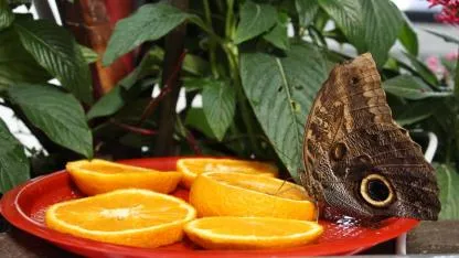 Antalya'da "Butterfly World" ziyaretçilerini tropikal kelebeklerle buluşturuyor