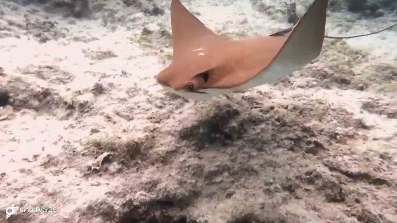 Atlantik kökenli inek burunlu vatoz Akdeniz’de ilk kez görüntülendi
