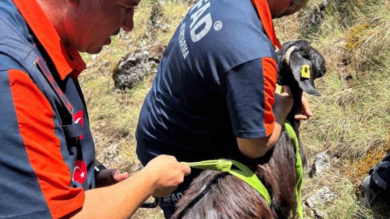 Dağda mahsur kalan keçiler kurtarıldı