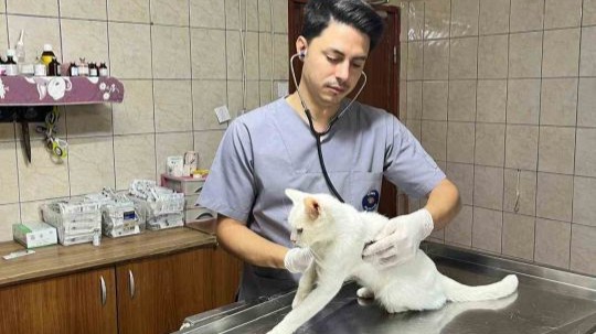Kemer’de haziran ayında 189 sokak hayvanı kısırlaştırıldı