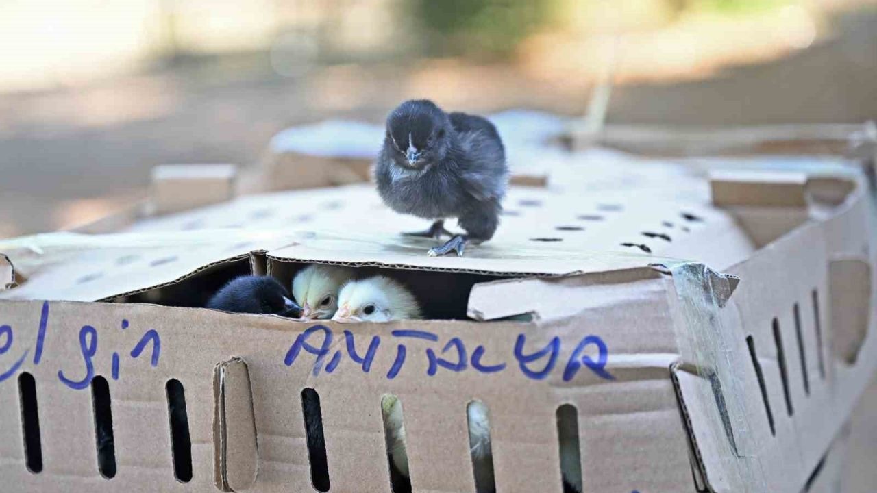 Otobüsle Bursa’dan Antalya’ya karton koliler ile 700 civciv gönderdiler