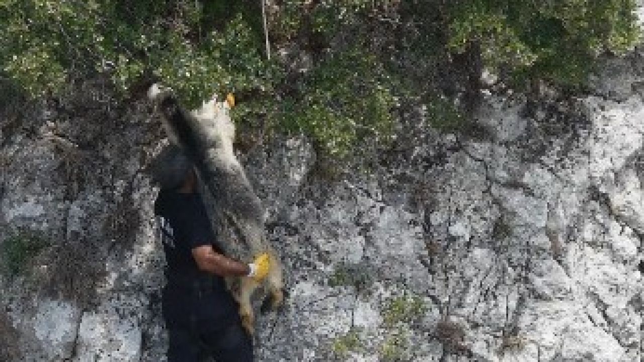 Uçurumda mahsur kalan keçiyi itfaiye kurtardı